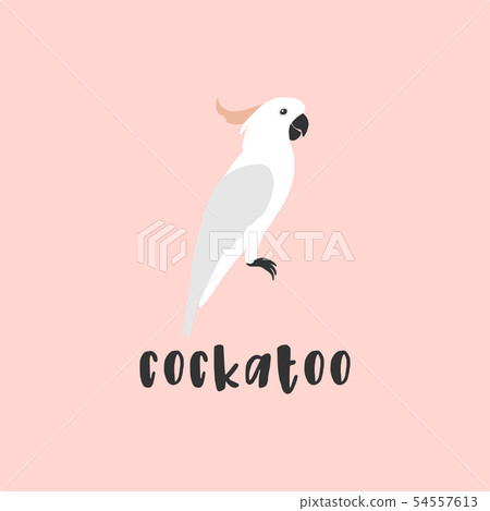 Parrot Cockatoo Australian Bird Flat Cartoon Stock Illustration 54557613 Pixta