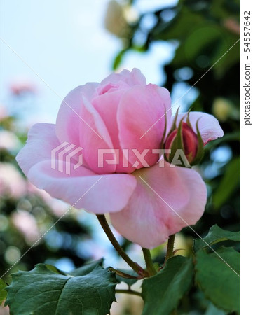 克里斯蒂娜粉紅色玫瑰花 克里斯蒂娜粉紅色玫瑰花 54557642