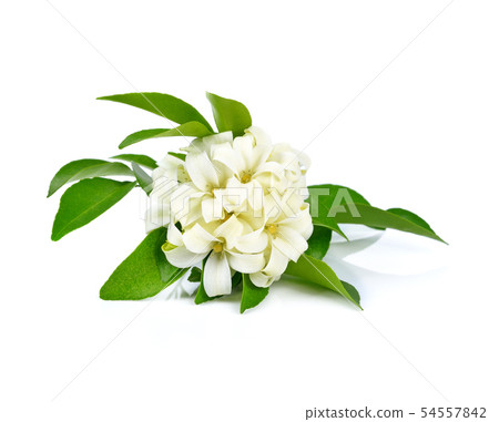 Andaman satinwood isolated on white background Andaman satinwood isolated on white background 54557842