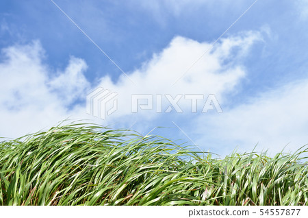 風搖曳的草和藍天（Hakodake峰會） 54557877