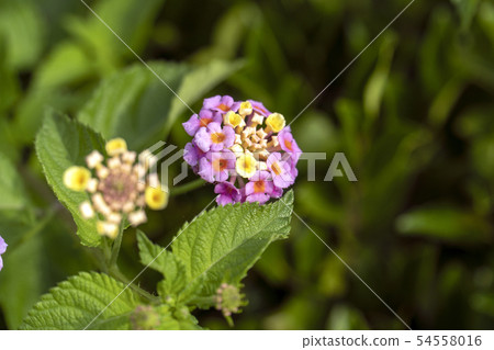 Lantana small flower 54558016