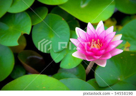 pink lotus flower blooming pink lotus flower blooming 54558190