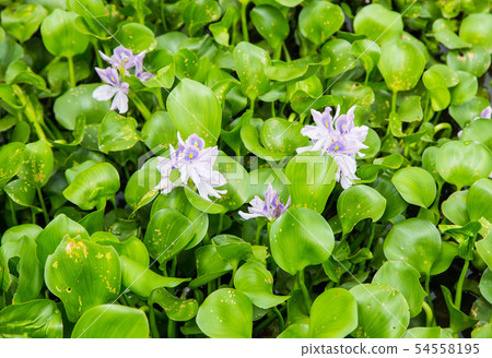 water hyacinth in the river water hyacinth in the river 54558195