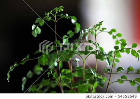 Foliage plant  54558649