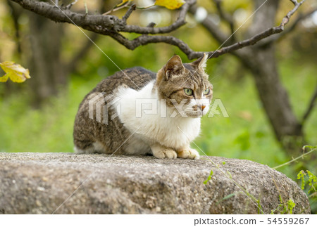 Double cat cat in japan 54559267