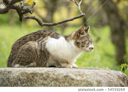 Double cat cat in japan 54559269