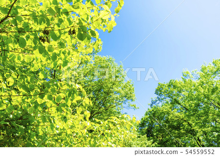 清新的綠色和藍天 清新的綠色和藍天 54559552