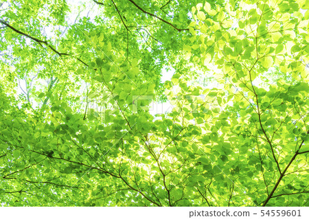 新鮮的綠色和陽光 54559601