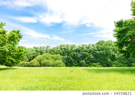 新鮮的綠色和藍天傳播的風景 54559621