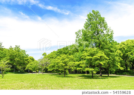 Landscape where fresh green and blue sky spread Landscape where fresh green and blue sky spread 54559628