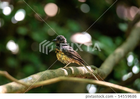 Beautiful male bird White Rumped Shama Beautiful male bird White Rumped Shama 54559686