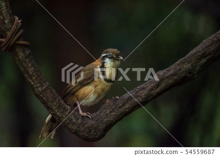 Greater Necklaced Laughingthrush in nature 54559687
