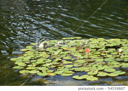 Wuhan, yellow crane tower lotus 54559987