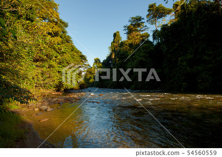 Lush forest scene at morning sunrise in Borneo Malaysia 54560559
