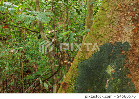 Buttress tree roots in rainforest 54560570
