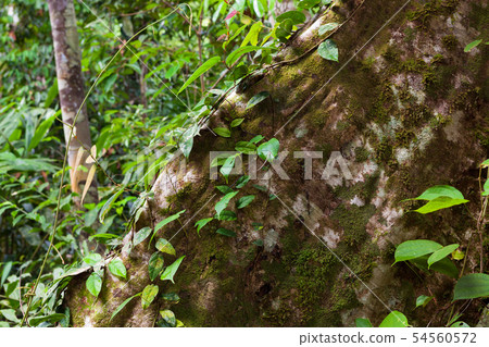 Buttress tree roots in rainforest Buttress tree roots in rainforest 54560572