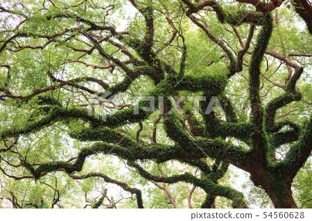 Big tree curly branches and foliage Big tree curly branches and foliage 54560628