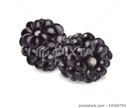 Blackberry. Sweet fruit. 3d vector icon. Realistic illustration Blackberry. Sweet fruit. 3d vector icon. Realistic illustration 54560793