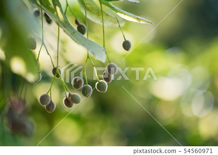 Close up unripe fruit of Linden tree 54560971
