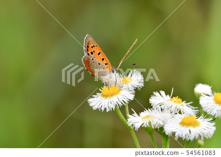 Bennisimi Bennisimi 54561083