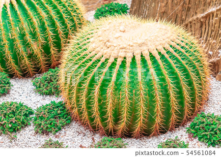 Green Cactus with red thorn top view on rock Green Cactus with red thorn top view on rock 54561084