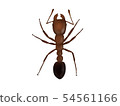 火蟻 54561166