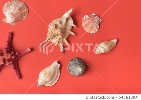 Variety of seashells on the background of living Variety of seashells on the background of living 54561304