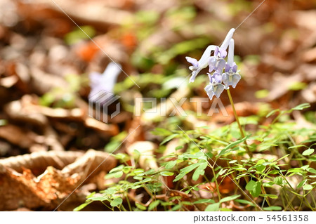 Yamaengosaku 54561358