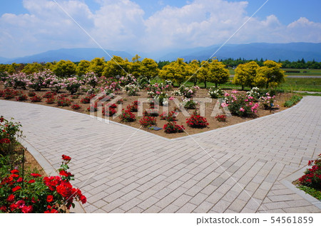藍天和花床 54561859