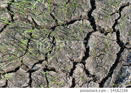 Rice seedlings on a dry field. 54562286