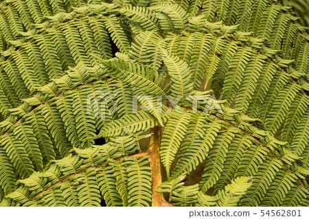 Detail of a fern twig 54562801