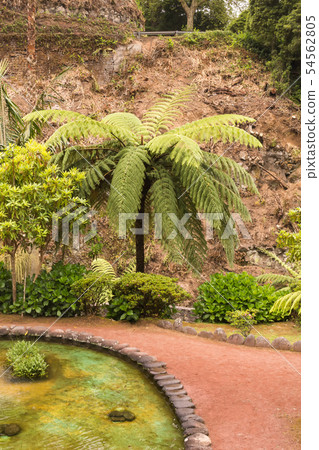 Fern tree in a park in Nordeste, Sao Miguel Fern tree in a park in Nordeste, Sao Miguel 54562805