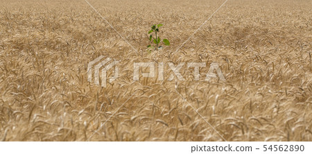 Background of ripe golden ears of cereals, Background of ripe golden ears of cereals, 54562890