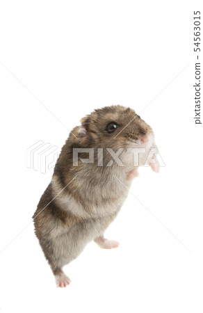hamster isolated 54563015