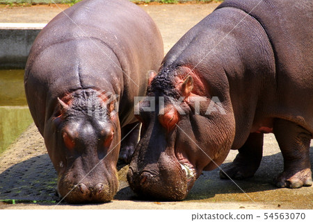 Hippopotamus 54563070
