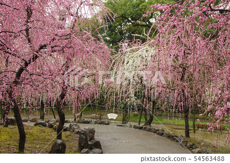 紅色和白色垂枝梅 54563488