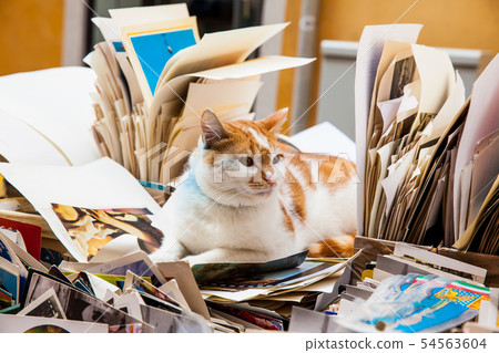 Cat at the entrance of a library in Venice Cat at the entrance of a library in Venice 54563604