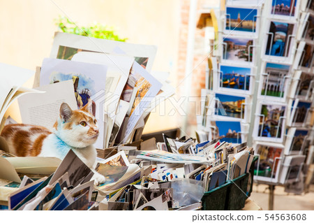Cat at the entrance of a library in Venice Cat at the entrance of a library in Venice 54563608