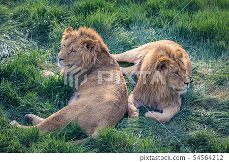 A pair of young lions lie on the green grass 54564212