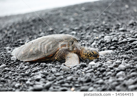 Turtle - Hawaiian sea turtles resting on beach Turtle - Hawaiian sea turtles resting on beach 54564455