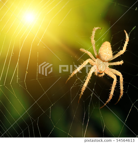 Big brown spider Big brown spider 54564613