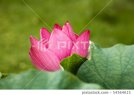 蓮花頭出來了 54564615