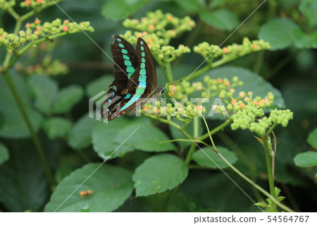 有Aosujihageha。 54564767