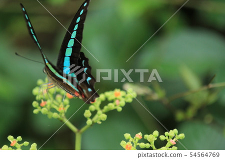 有Aosujihageha。 54564769