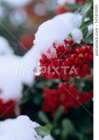 雪和火棘果實 雪和火棘果實 54565095