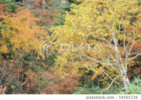 Shiga Kogen / Autumn hunting Shiga Kogen / Autumn hunting 54565138