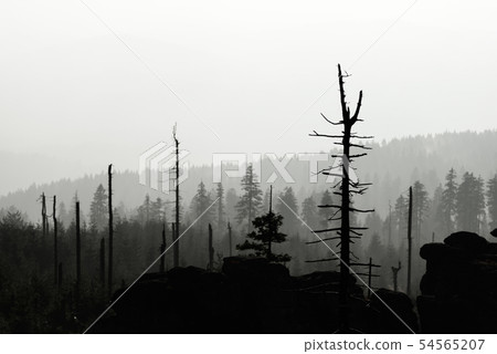 Silhouette of devasted trees in cause of bark beetle infestation. Sumava National Park and Bavarian 54565207