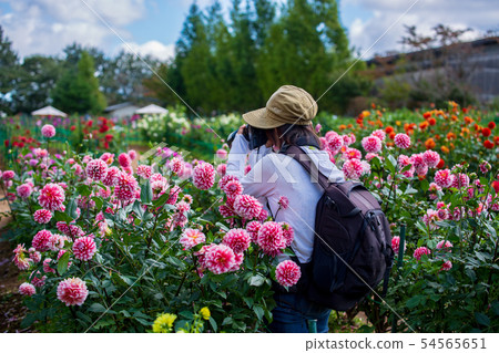 Autumn flower dahlia dahlia on the Sera plateau farm 54565651