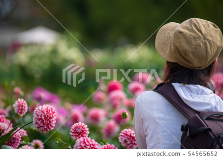 Autumn flower dahlia dahlia on the Sera plateau farm 54565652