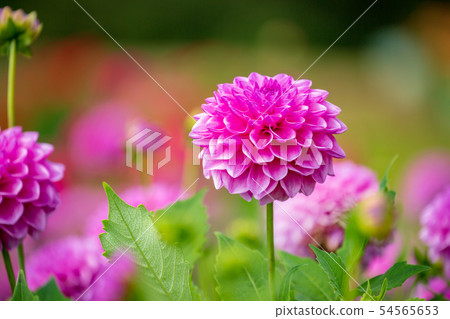 Autumn flower dahlia dahlia on the Sera plateau farm 54565653